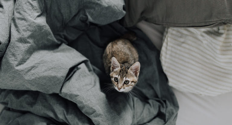 Kätzchen im Bett