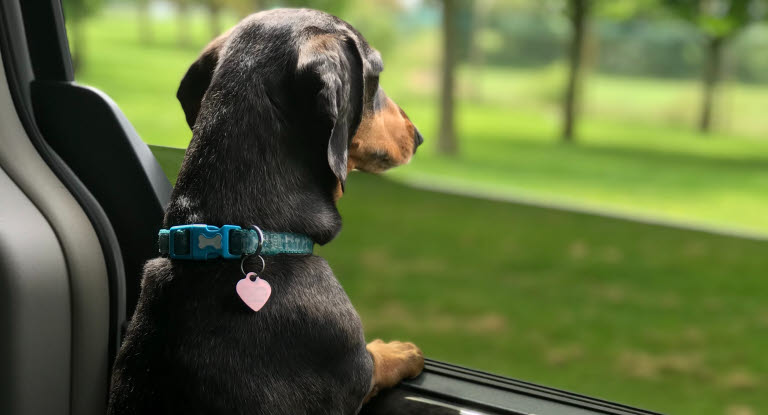 Dog in a warm car