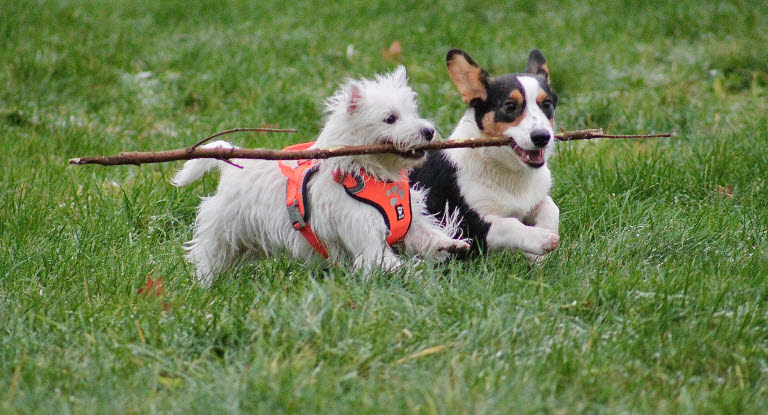 Hunde tragen einen Stock