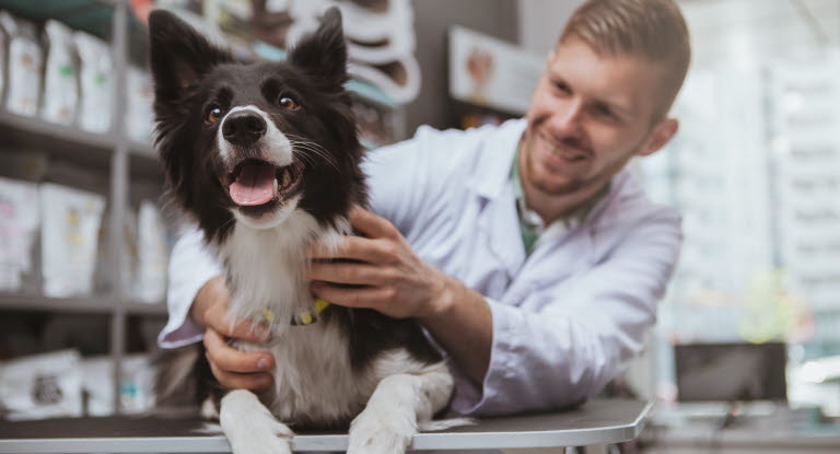 Border Collie beim Tierarzt