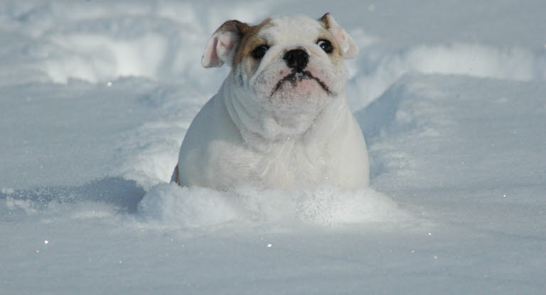 Bulldogge im Schnee