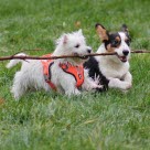 Hunde tragen einen Stock