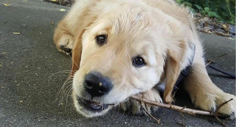 Hund mit Stock