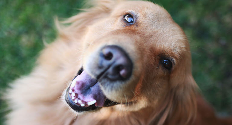 Golden Retriever glücklich