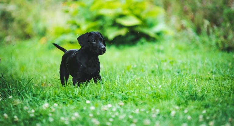 Labrador im Sommer